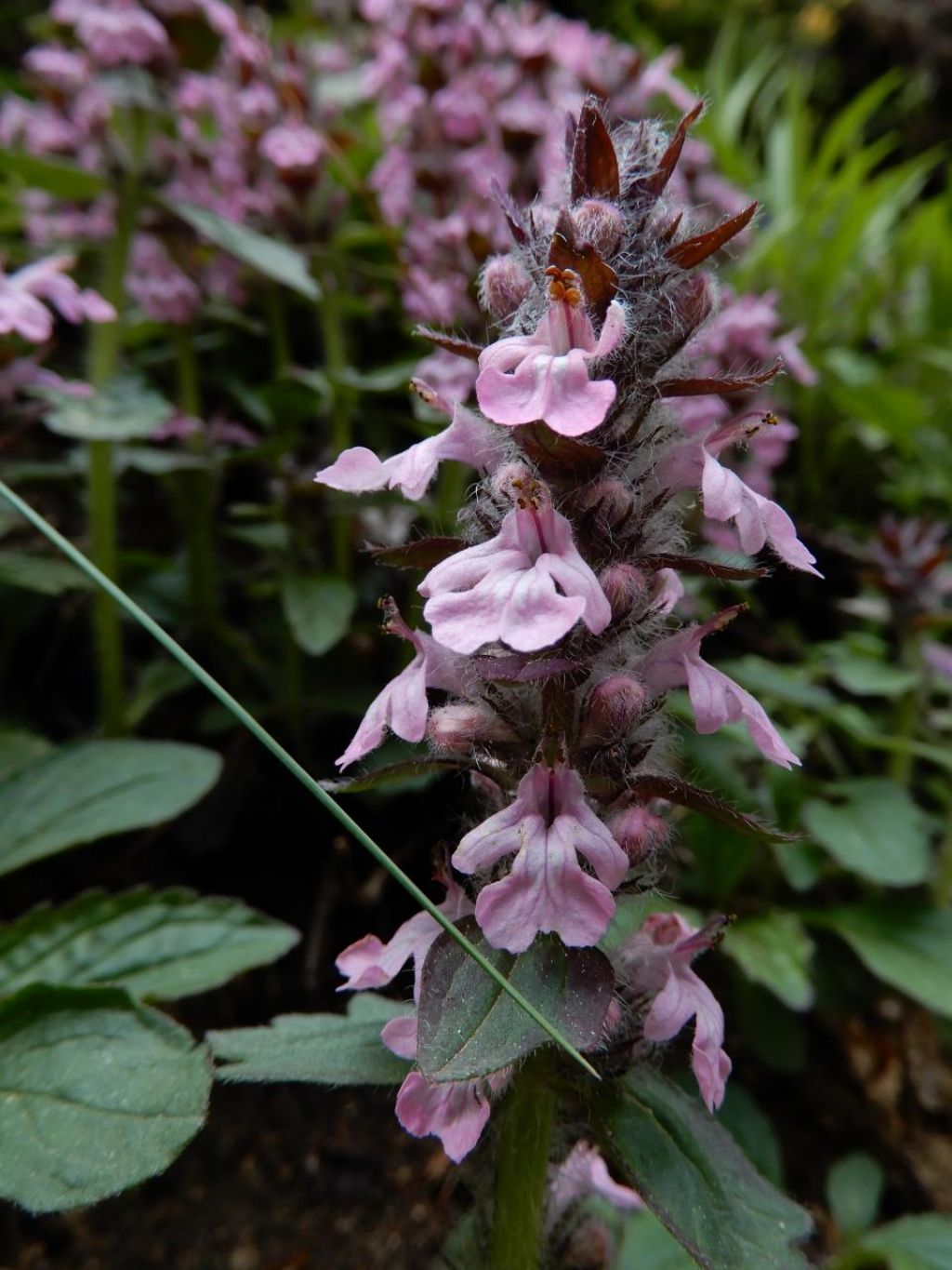 Ajuga reptans / Iva comune