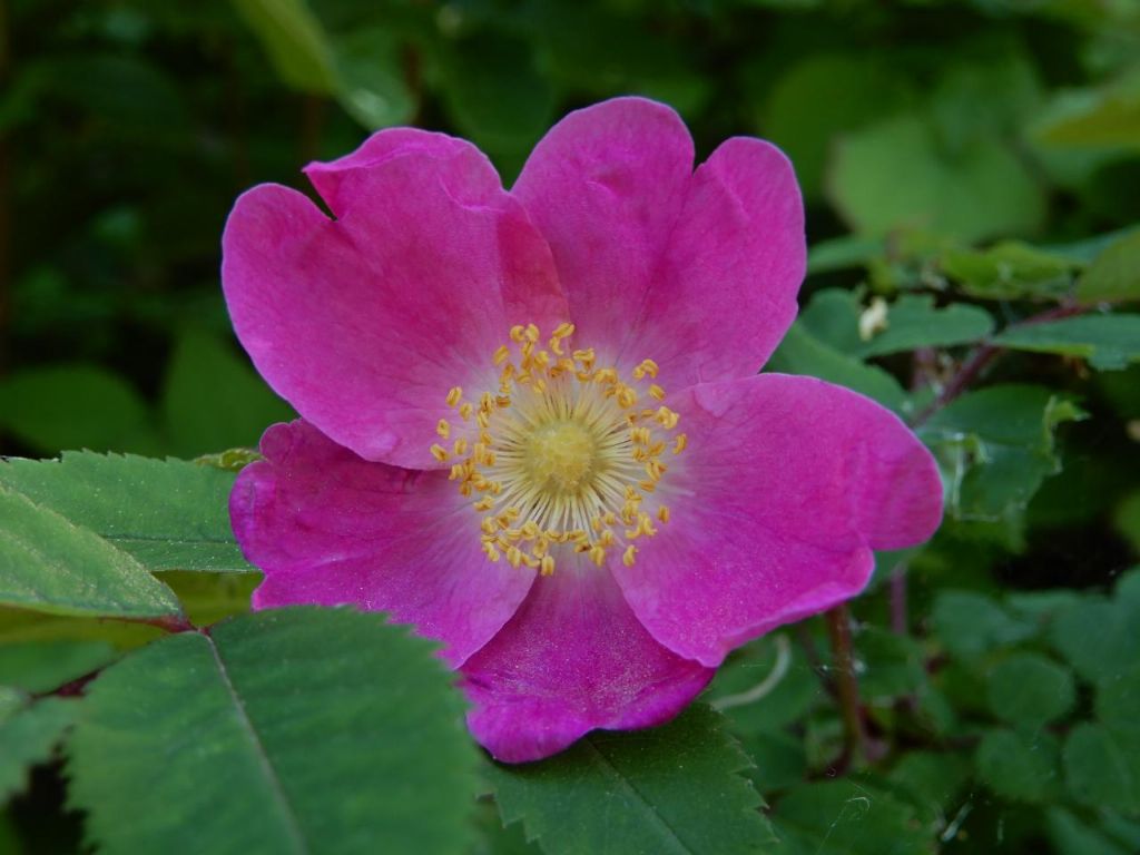 Rosa Pendulina o Canina?