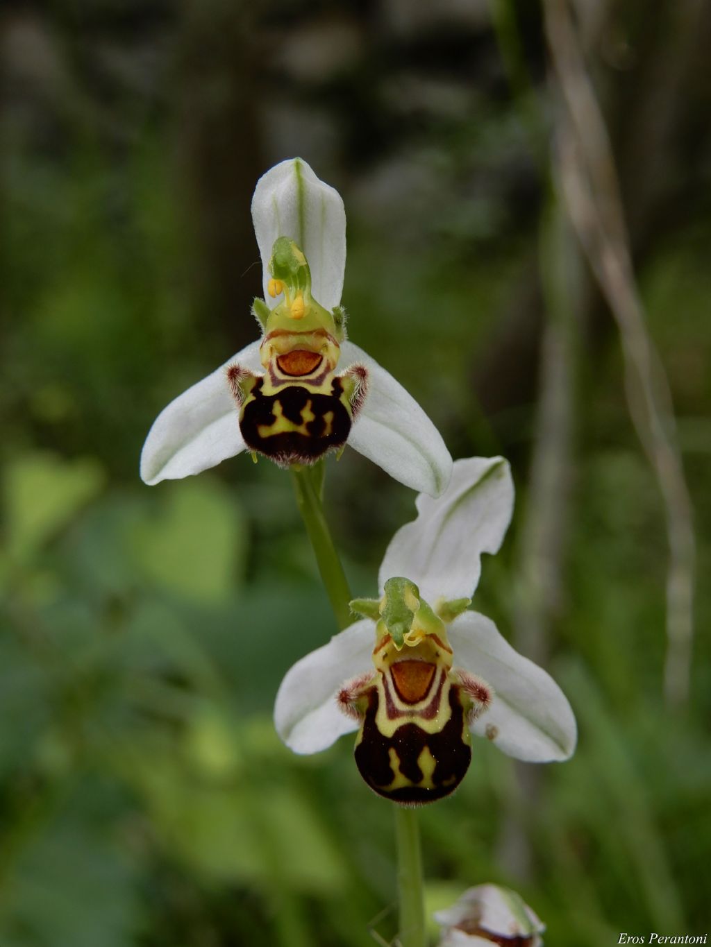 orchidea da identificare