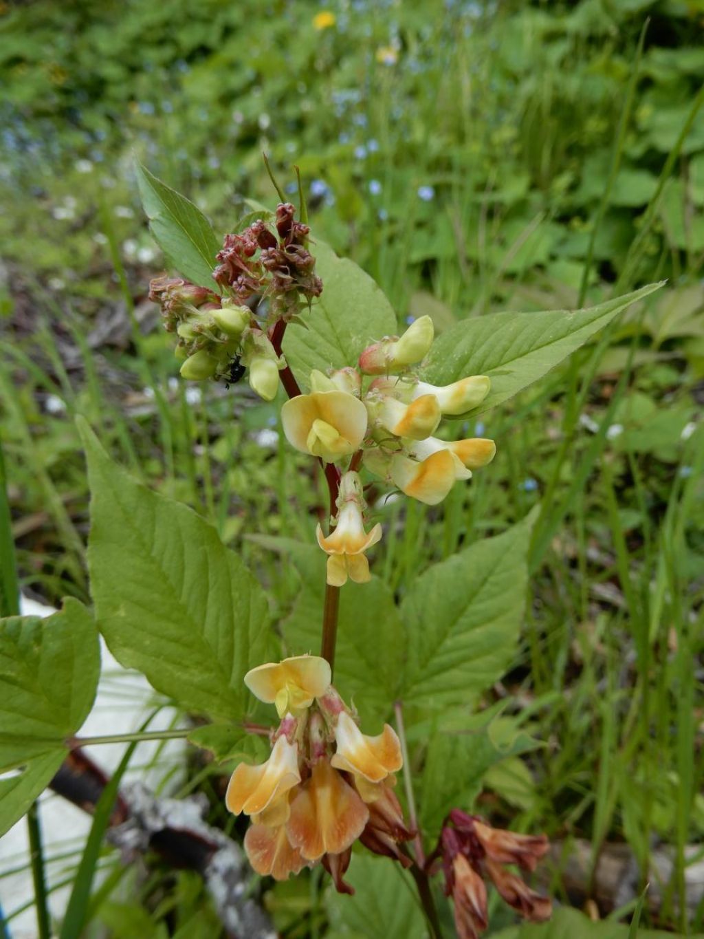 Vicia oroboides / Veccia bastarda