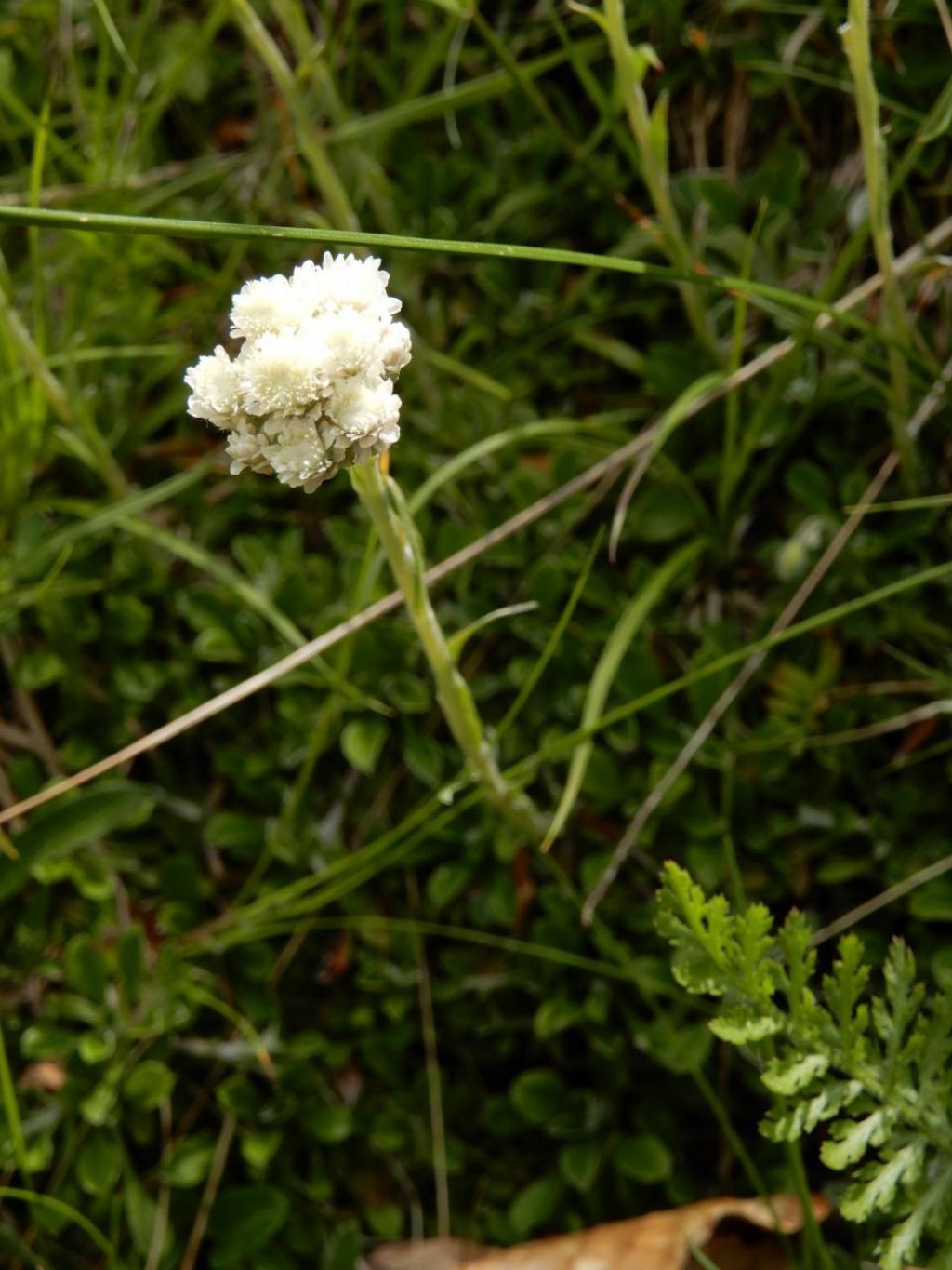 Antennaria sp.