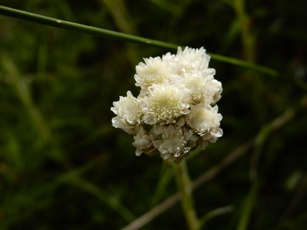 Antennaria sp.