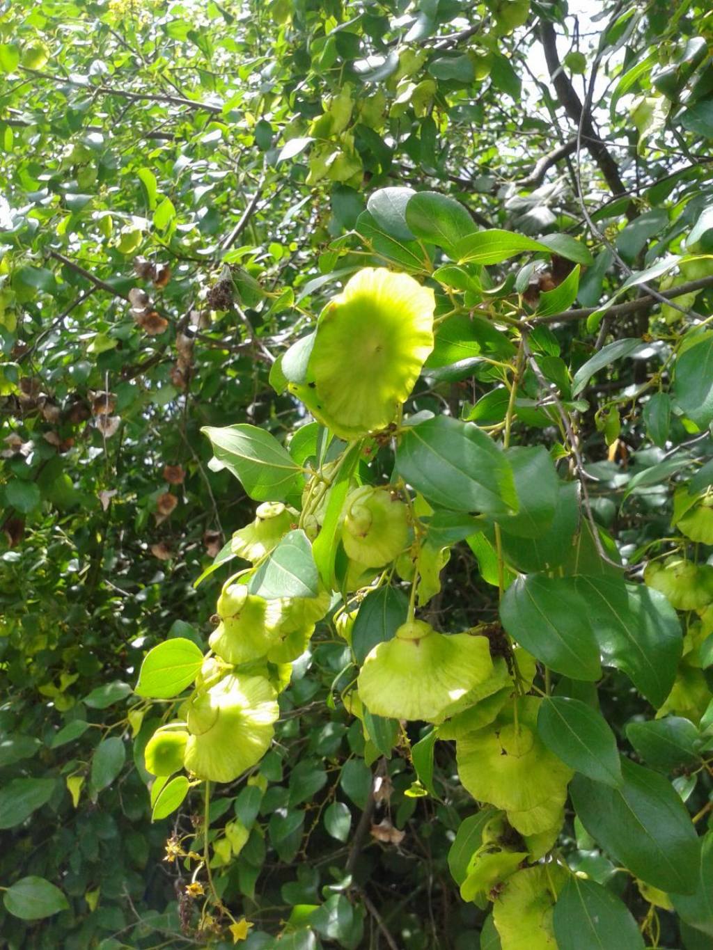 Paliurus spina-christi (Rhamnaceae)