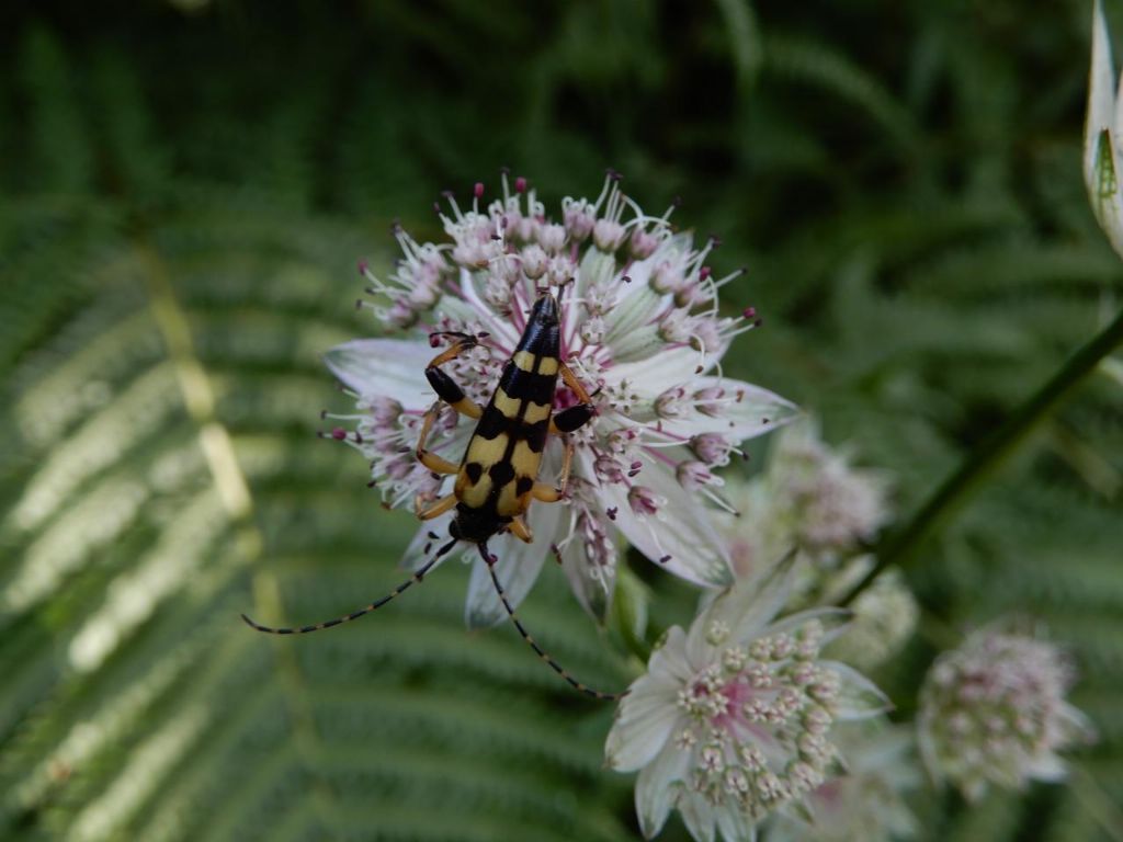 Cerambycidae: Rutpela (= Leptura) maculata