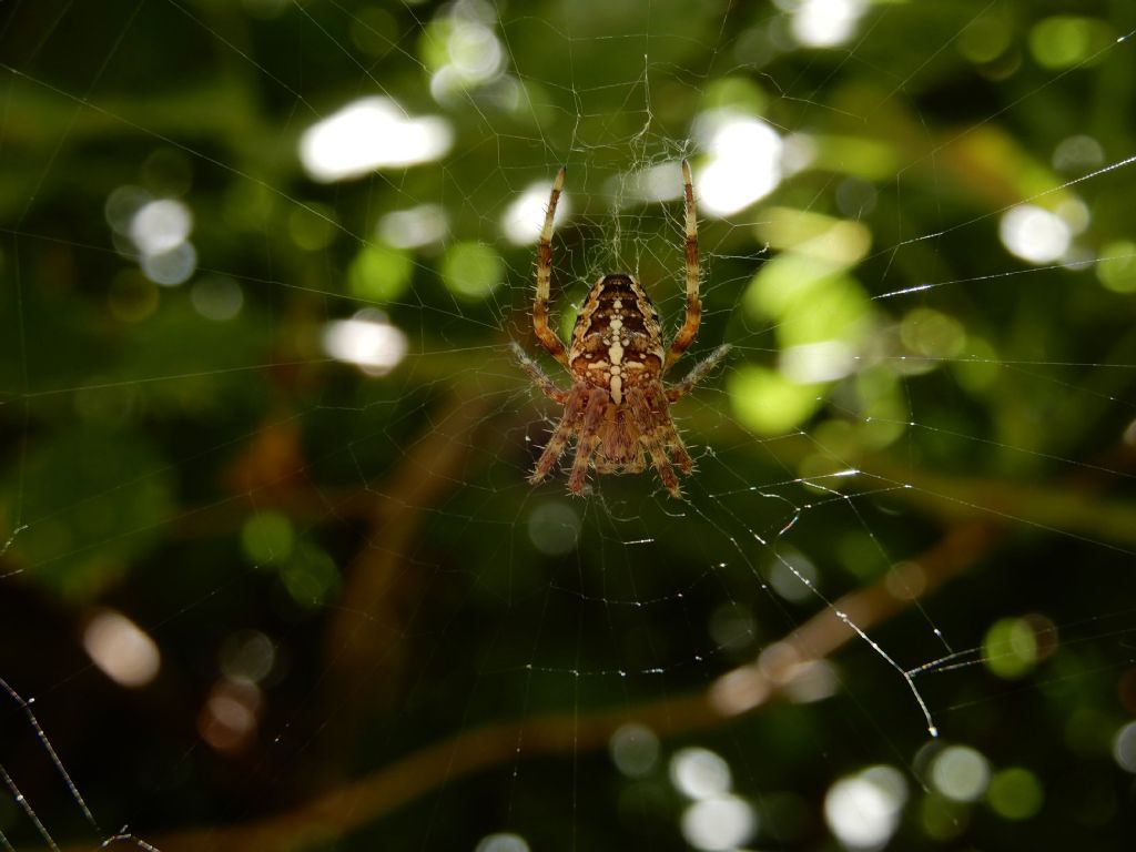 Araneus diadematus - Vallagarina (TN)