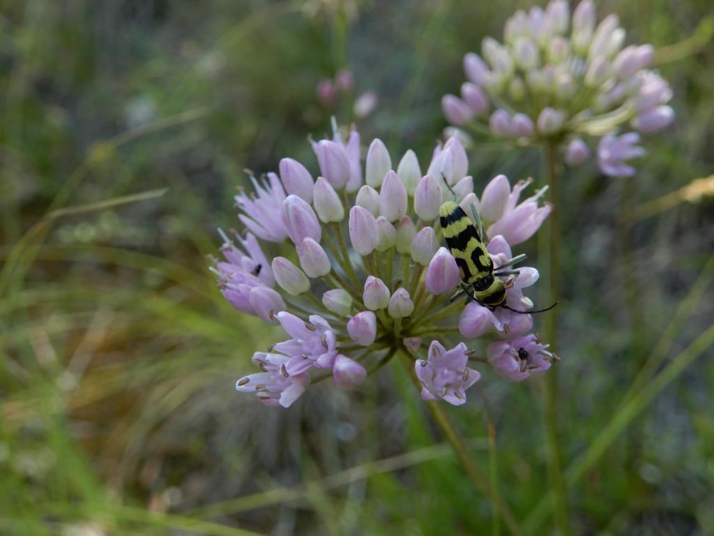 Cerambycidae: Chlorophorus varius