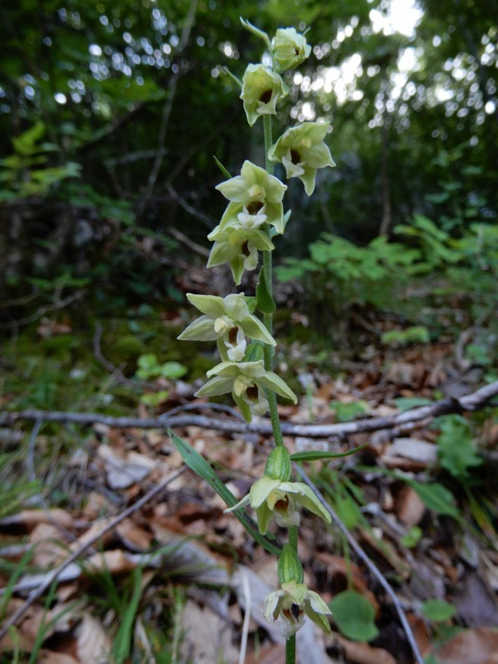 Epipactis da determinare