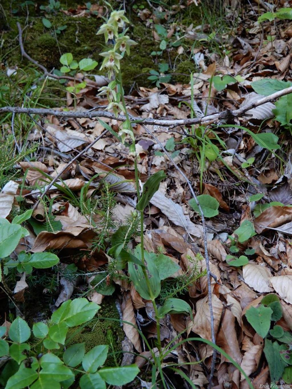Epipactis da determinare