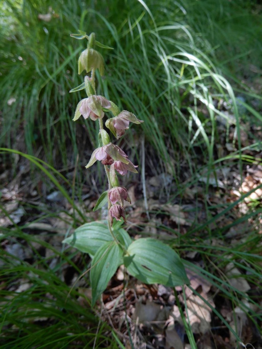 Epipactis helleborine ?