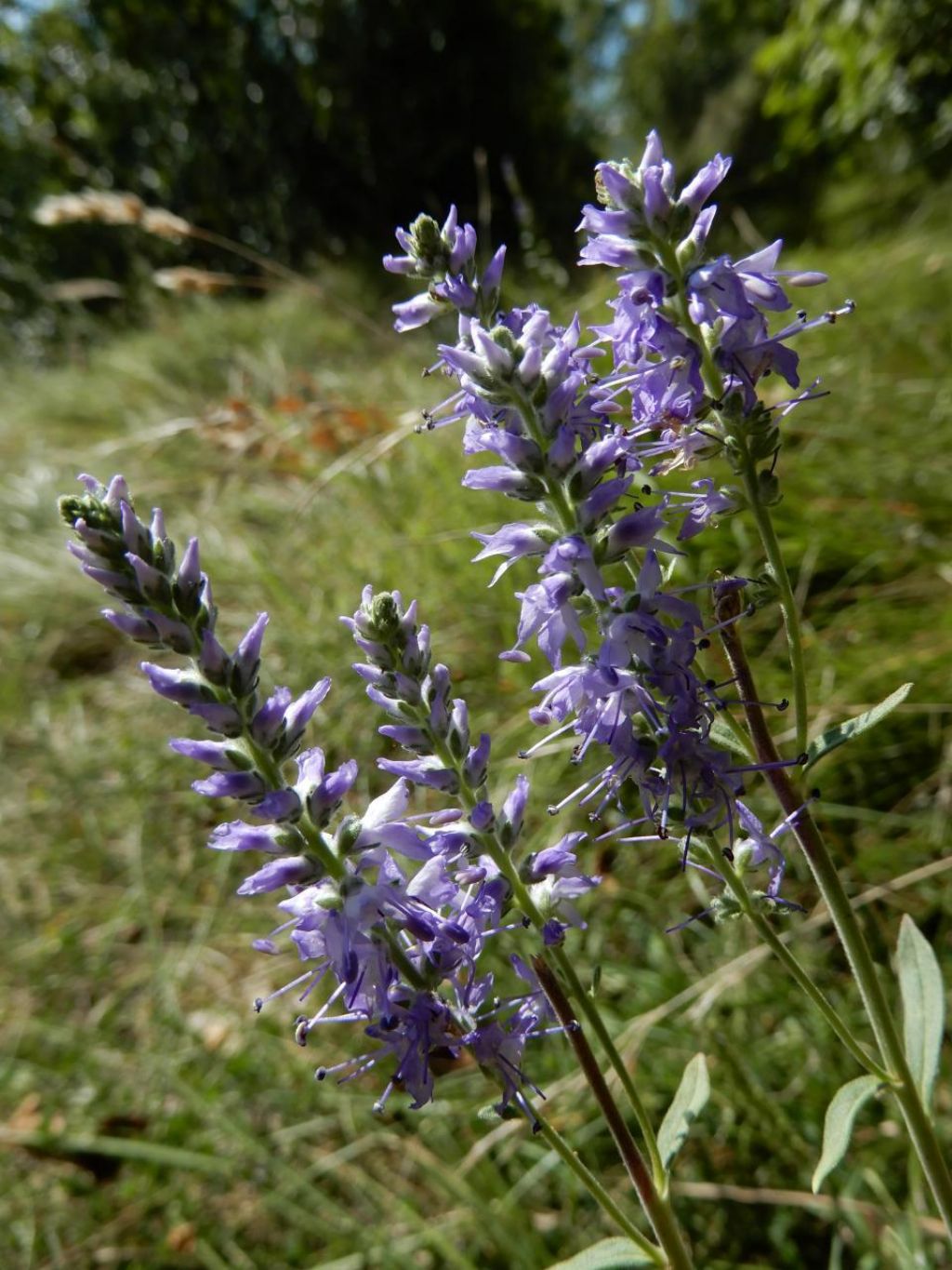 Veronica sp.