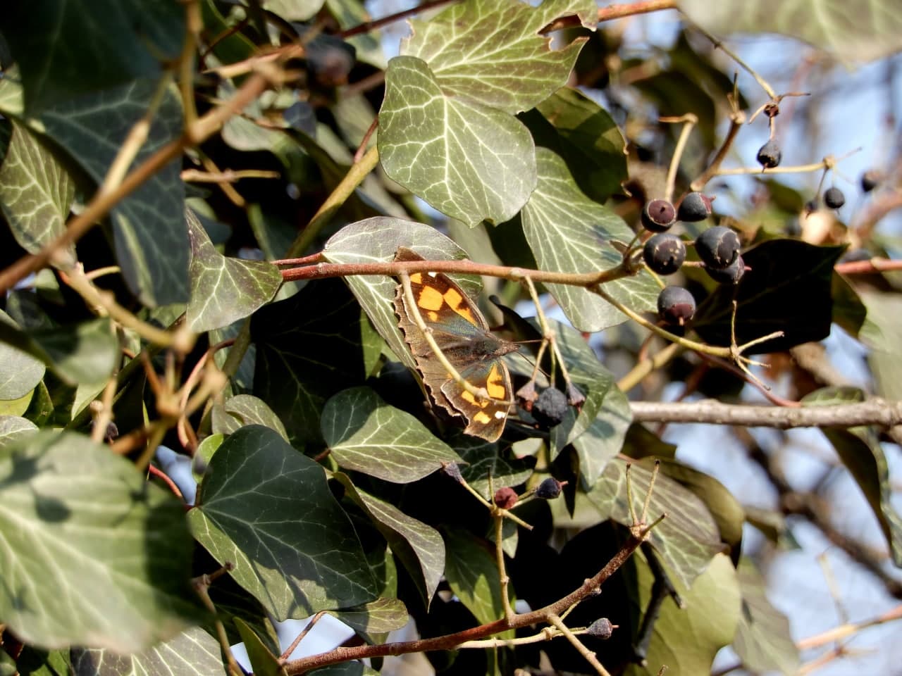 Si tratta di Libythea celtis? S