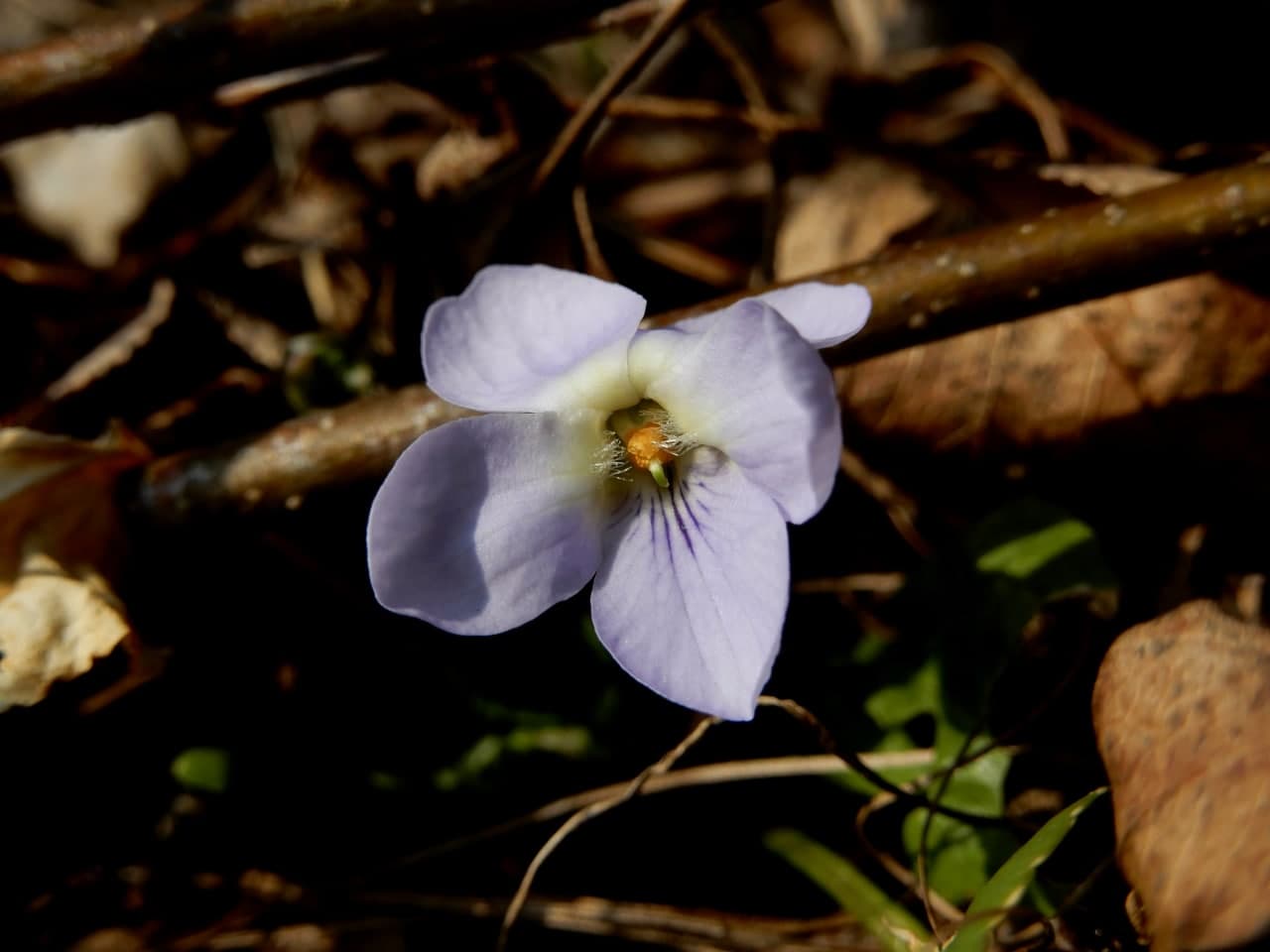 2 viole da identificare