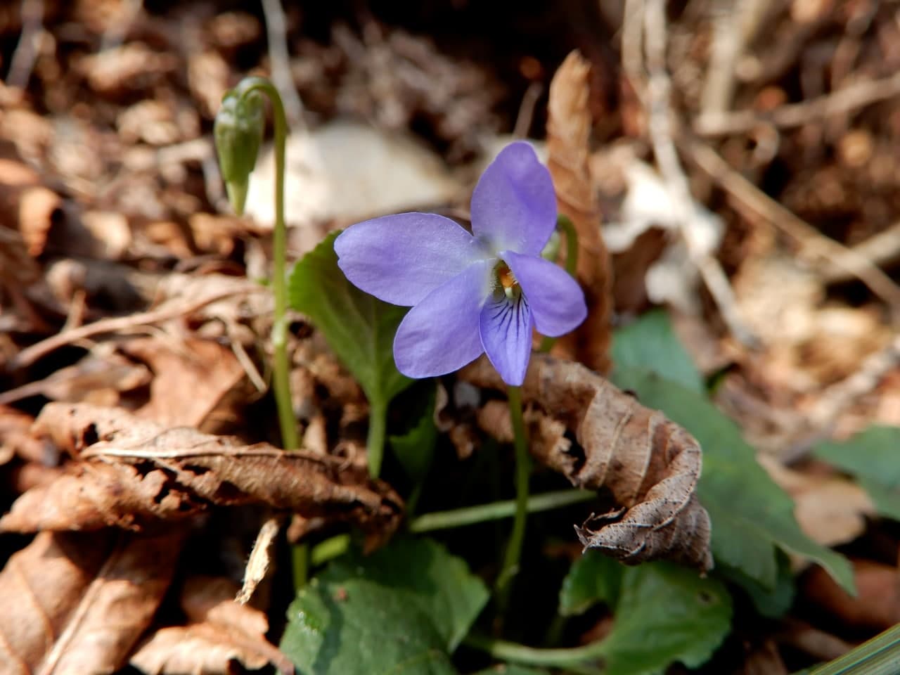 2 viole da identificare