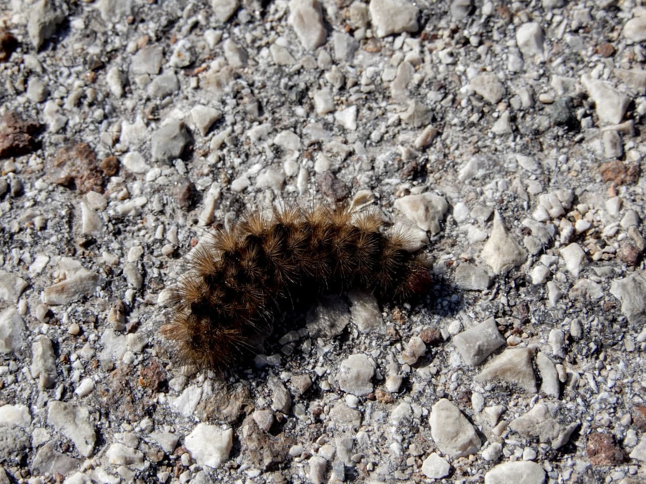 Bruco da identificare