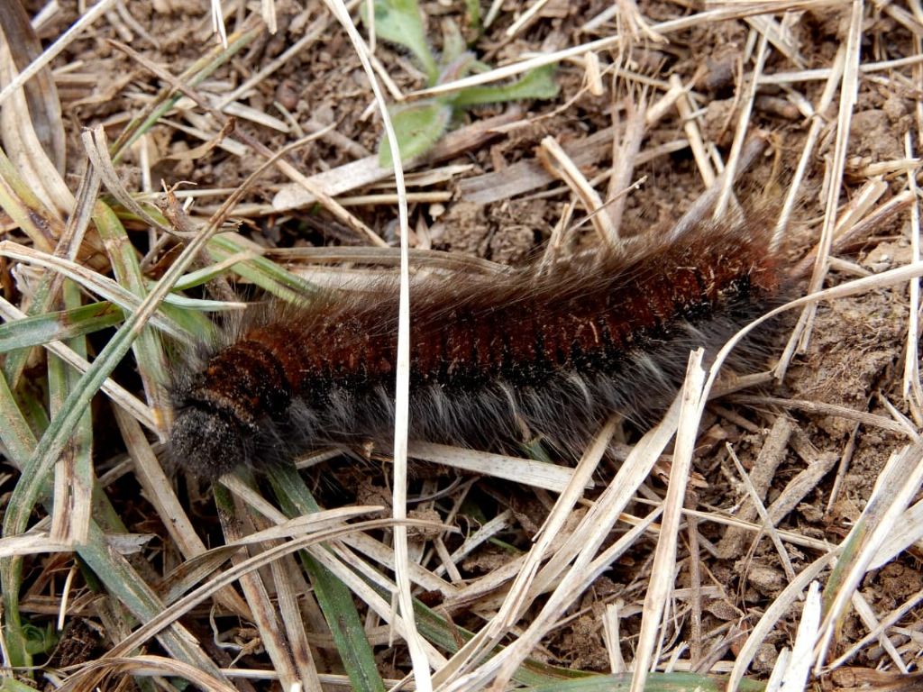 Macrothylacia rubi - Lasiocampidae
