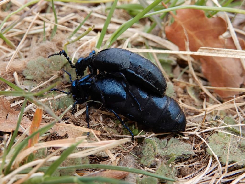 Si tratta di Meloe mediterraneus? No, coppia di Meloe proscarabaeus