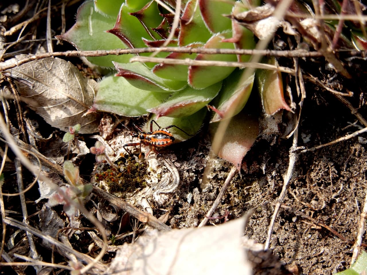 Reduviidae: ninfa di Rhynocoris sp.