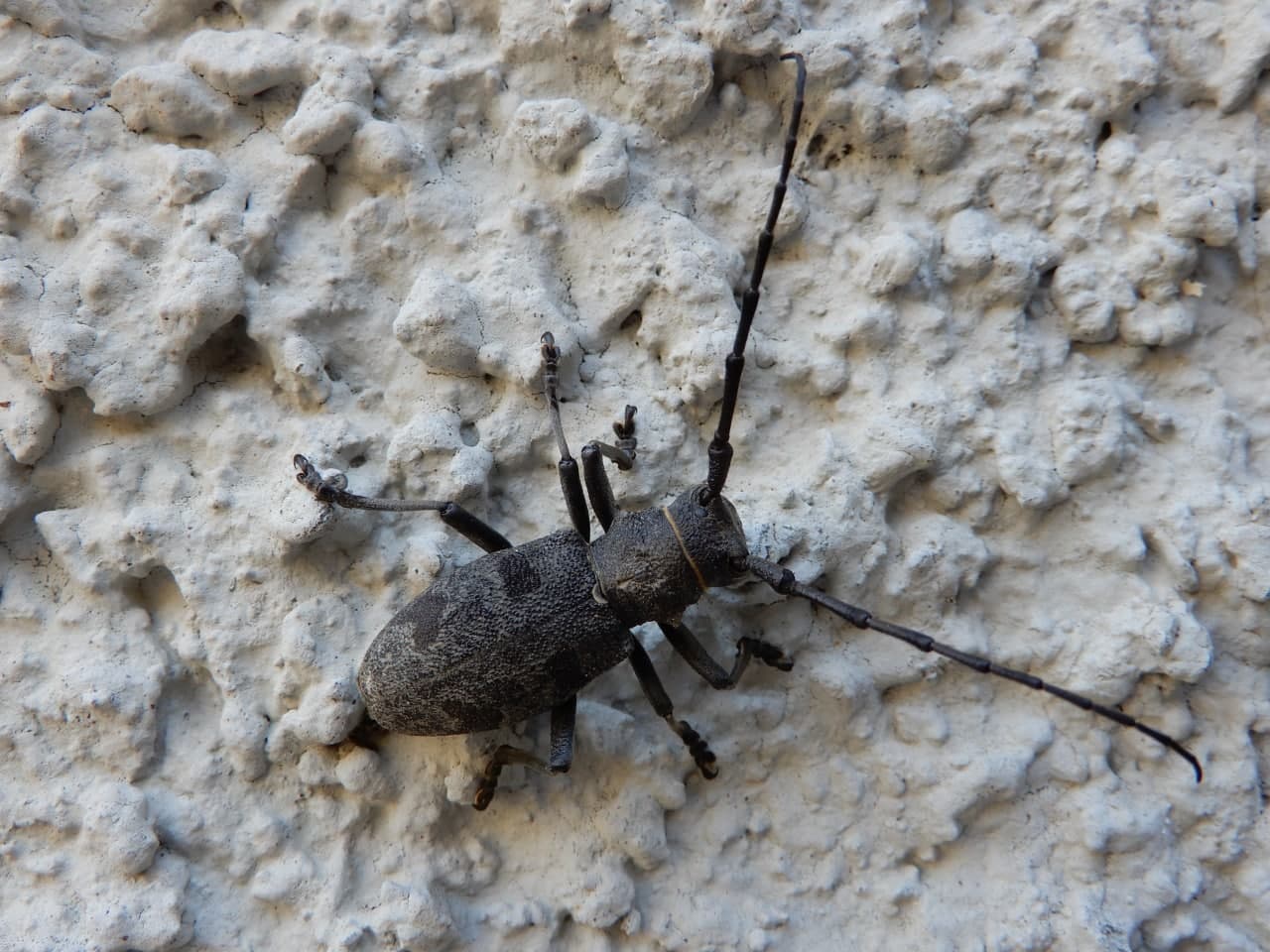 Si tratta di Cerambyx cerdo? No, Morimus asper, femmina