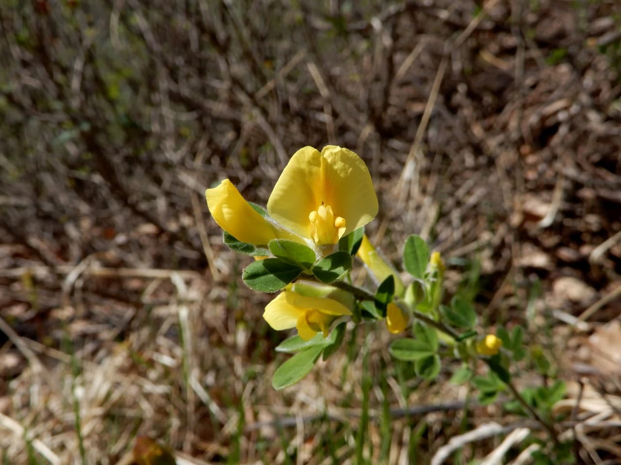 Cytisus hirsutus