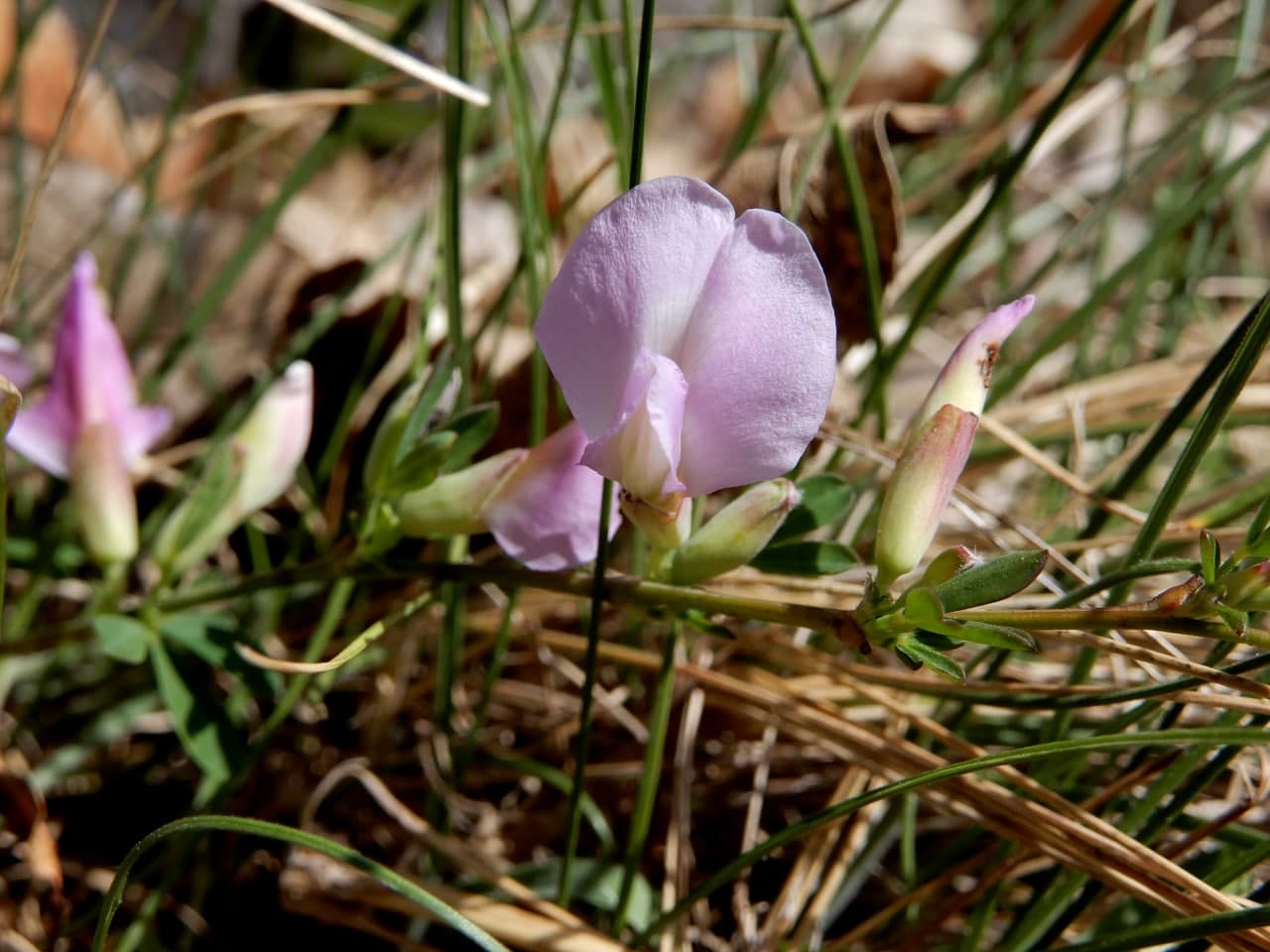 Cytisus purpureus