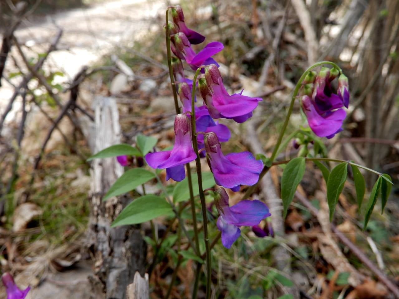 Lathyrus vernus