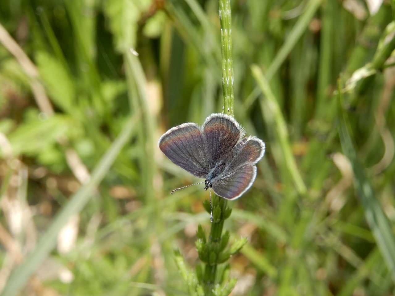 Lycaenidae: Cupido minimus