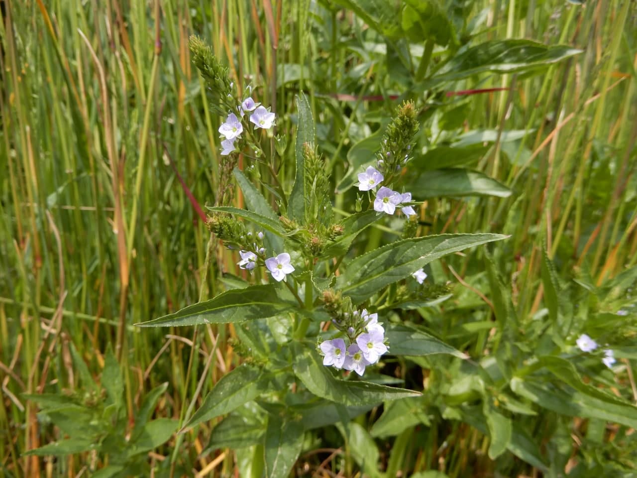 Veronica anagallis-aquatica