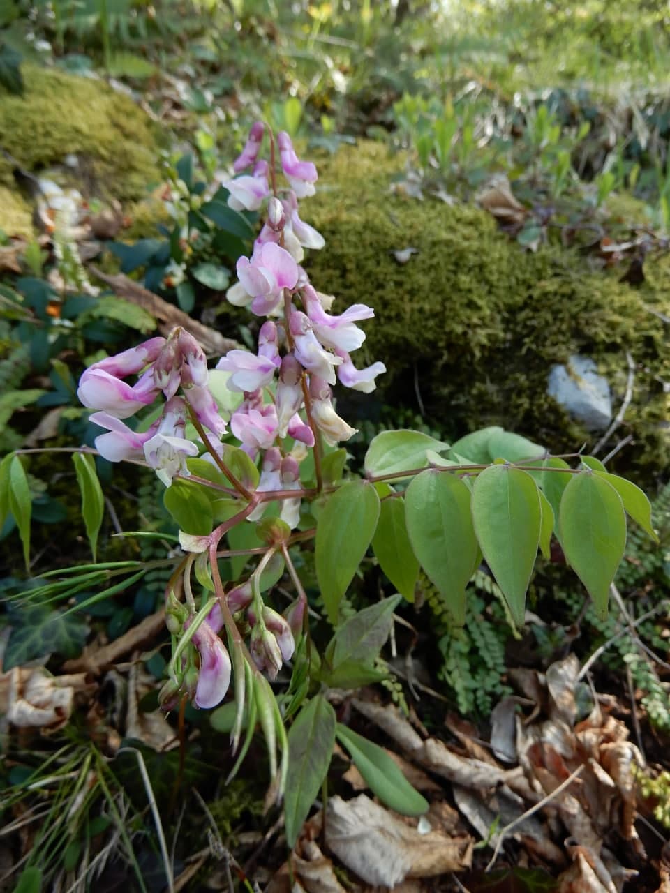 Lathyrus vernus