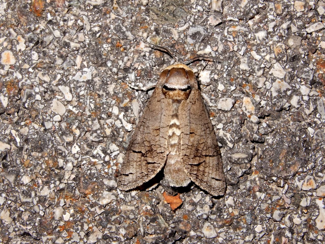 Cossu cossus - Cossidae