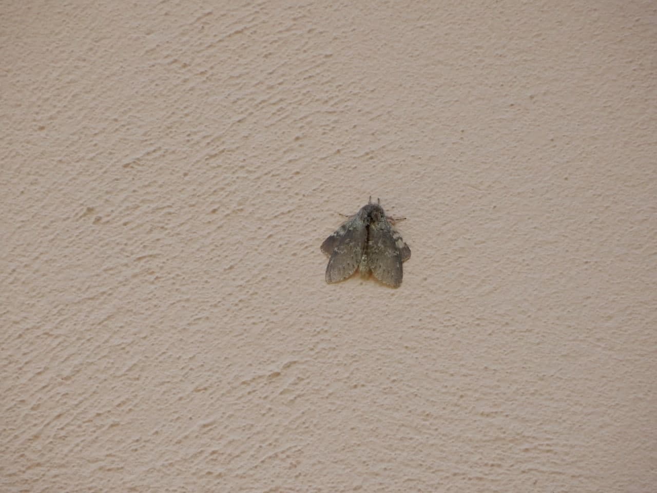 Stauropus fagi? S�