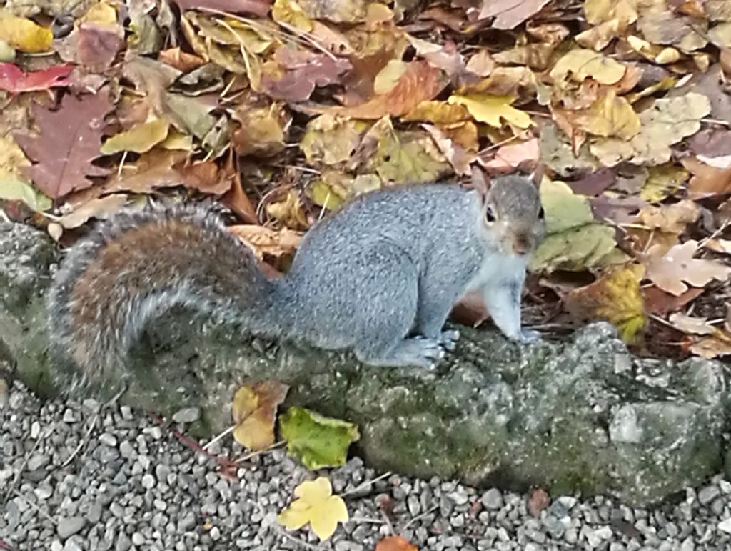Quale scoiattolo?   Scoiatttolo grigio   (Sciurus carolinensis)