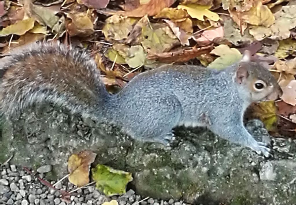 Quale scoiattolo?   Scoiatttolo grigio   (Sciurus carolinensis)