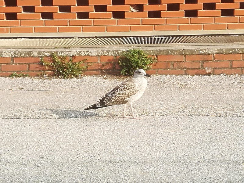 Quale gabbiano? Gabbiano reale (Larus michahellis), giovane