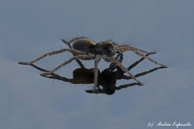 Pardosa sp. acquatica -