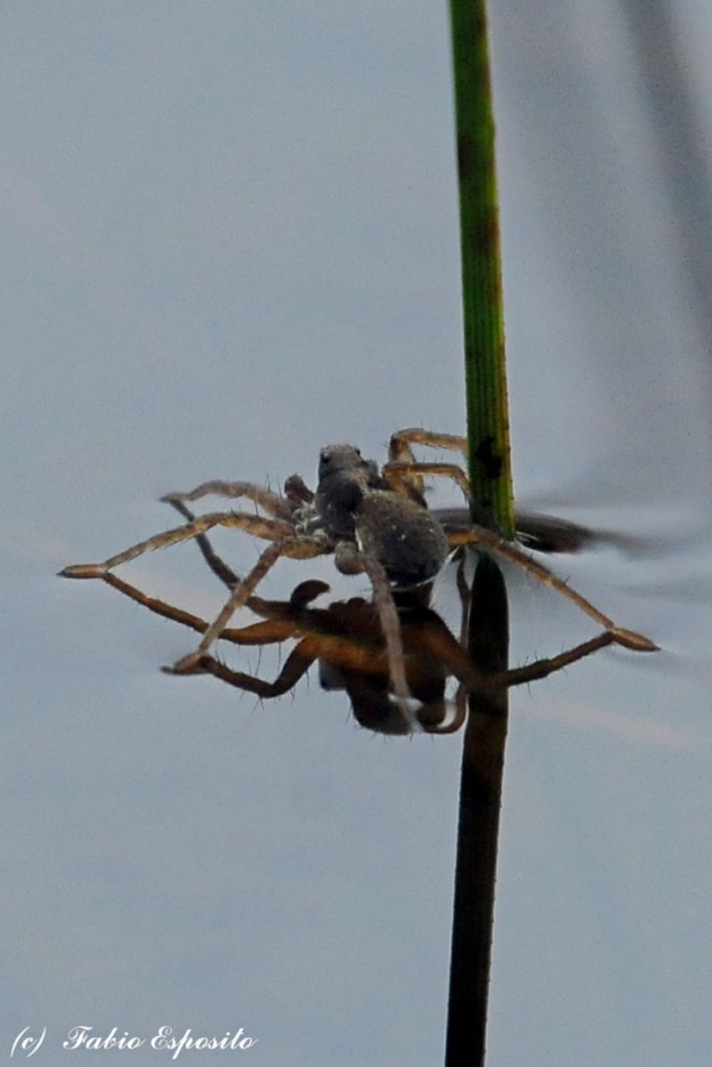Pardosa sp. acquatica -