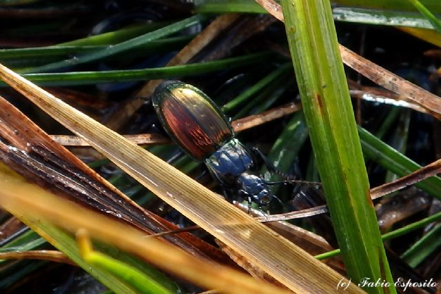 Pterostichus bicolor, Carabidae