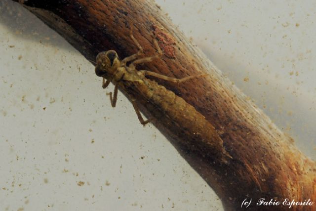 Aiuto ID, larva.