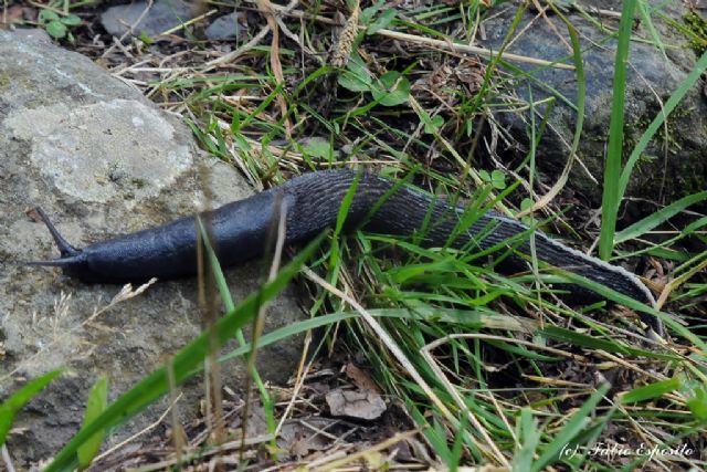 Limax (?) dal Val d''Aveto (GE)
