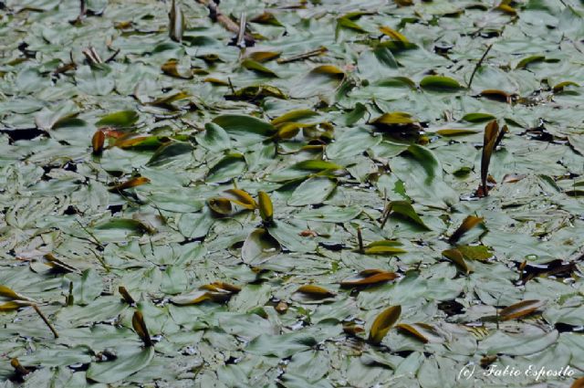 Potamogeton natans / Brasca comune