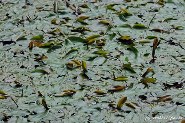 Potamogeton natans / Brasca comune