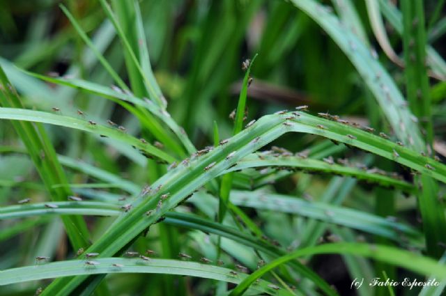 Lonchoptera sp. (Loncopteridae)