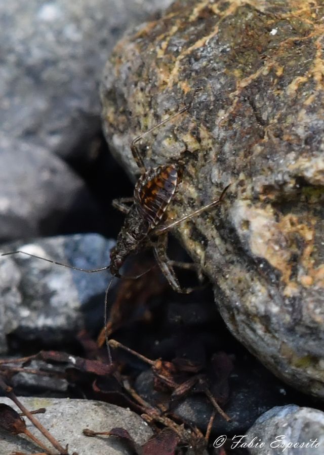 ninfa di Himacerus sp. (cfr), Nabidae