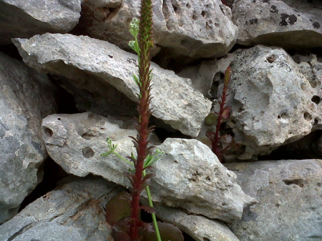 Umbilicus sp. (rupestris?)