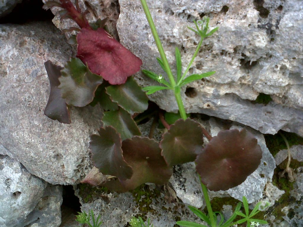 Umbilicus sp. (rupestris?)