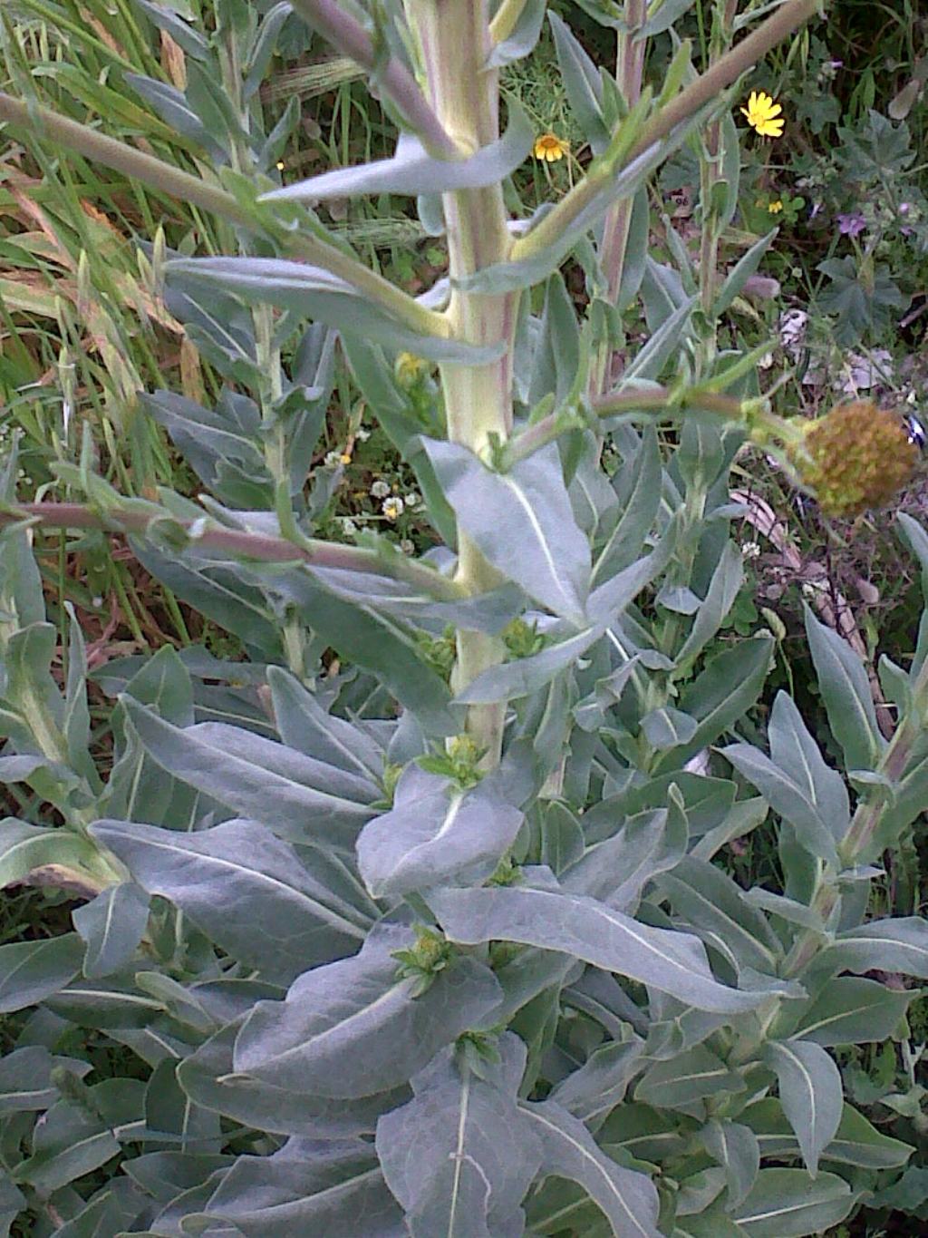 Isatis tinctoria