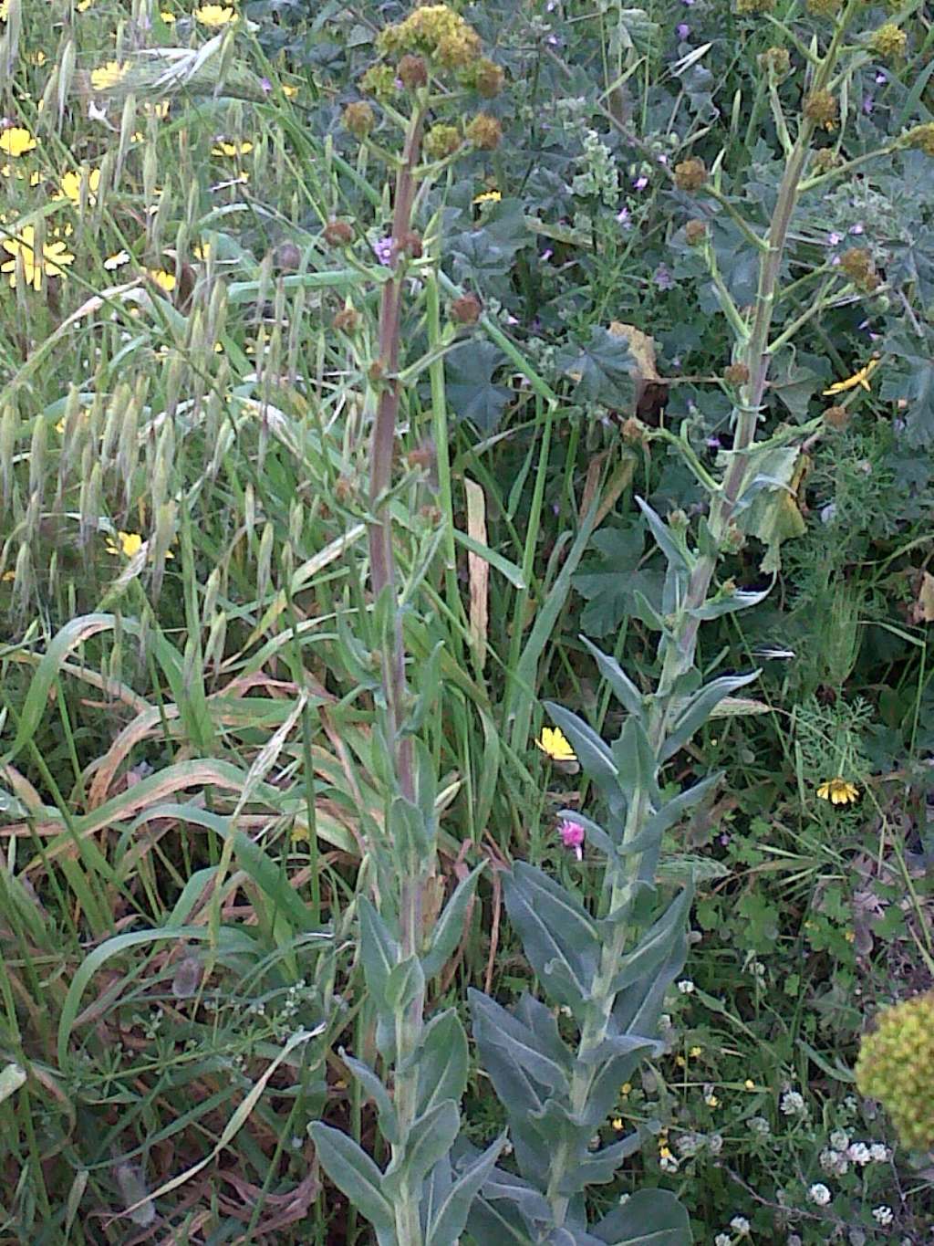 Isatis tinctoria