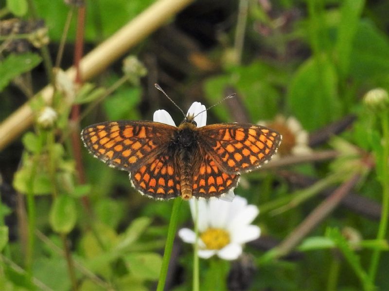 che farfalla? Tre specie di Melitaea