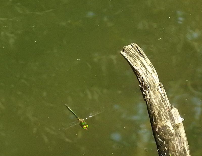 Ci si riesce?  Somatochlora metallica (Corduliidae)