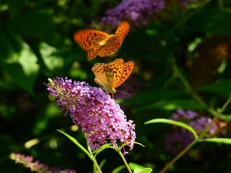 identificazione... - Argynnis (Argynnis) paphia