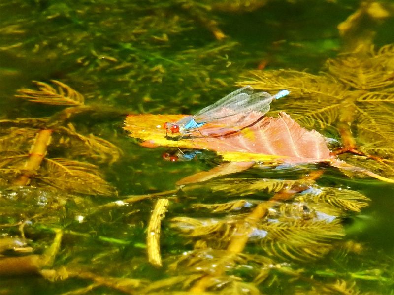 Iddentificazione...grazie!  Erythromma viridulum (Coenagrionidae)